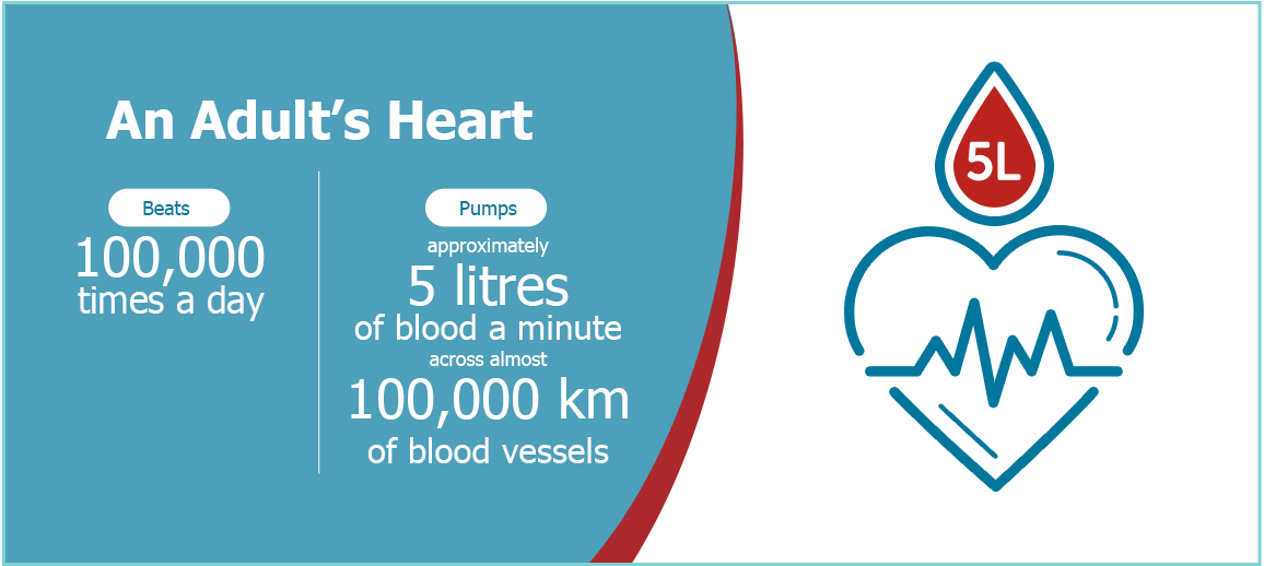 Adult heart beats 100,000 times/day, pumps 5L blood daily.