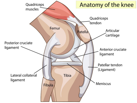 anatomy of the knee